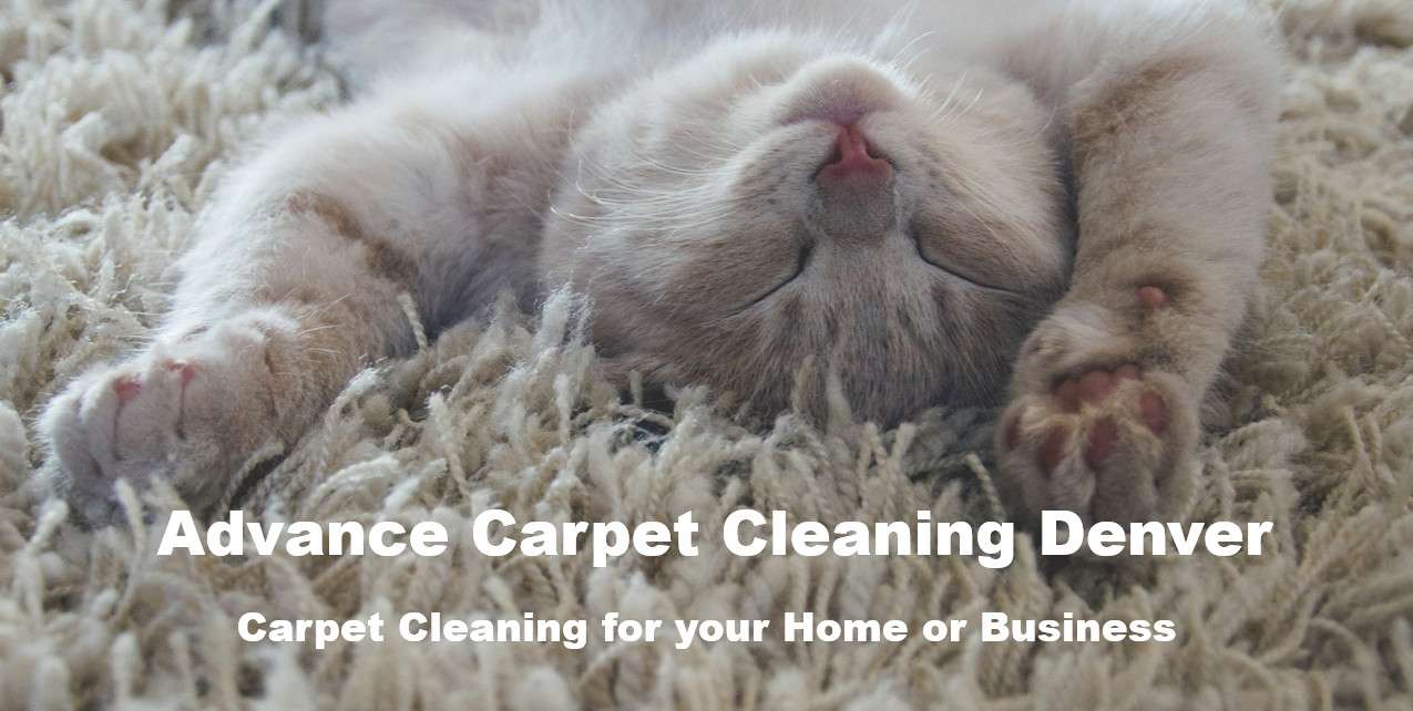 Contact Advance Carpet Cleaning Denver